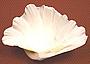 Bivalves