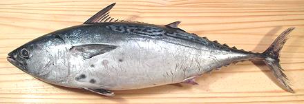 Whole Tongol Tuna Fish