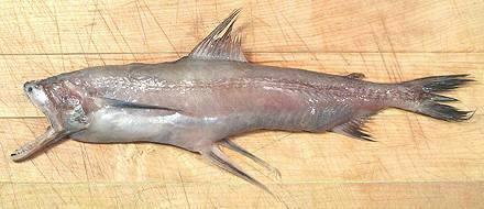 Fresh Fish