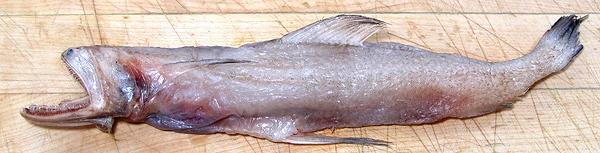 Whole Bumalo Fish