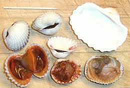 Arc Clams