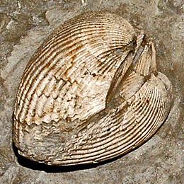 Fossil Ark Clam