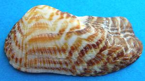 Arca noae Clam shell (1 half)