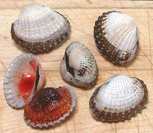 Blood Cockles, open and closed
