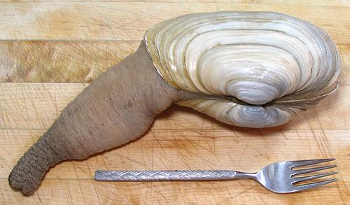 Live Geoduck Clam