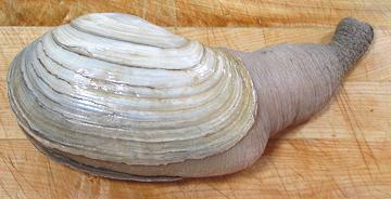 Geoduck ready for preparation