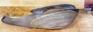 Removing Geoduck Shell
