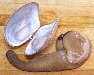 Geoduck with Shell Removed