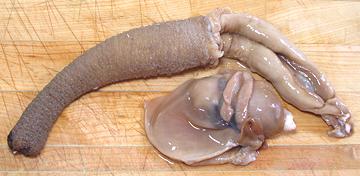 Geoduck with Visceral Mass Removed