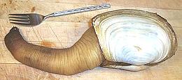Clam