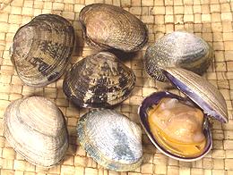 Clams