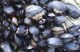 Blue Mussels