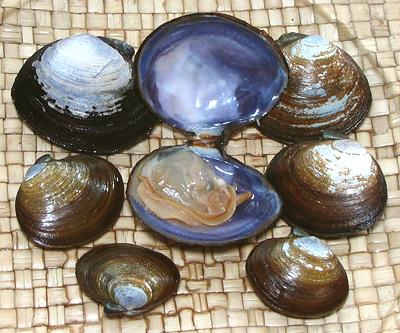 Purple Varnish Clams, closed and open