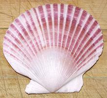 Bay Scallop Shell