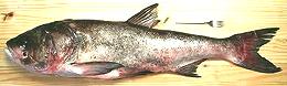 Bighead Carp