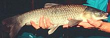 Black Carp