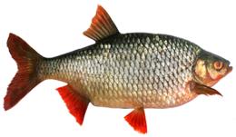 Carp