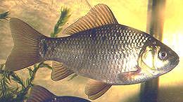 Crucian Carp