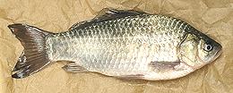 Crucian Carp