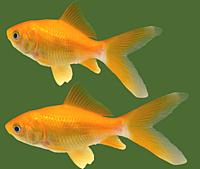 Goldfish