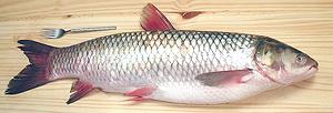 Whole Grass Carp 18d