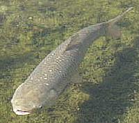 Grass Carp