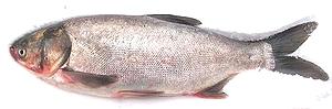 Silver Carp