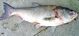 Silver Carp