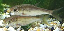 Silver Carp