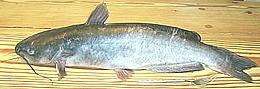 Catfish