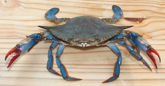 Live Angry Blue CrabCrab