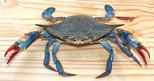 Live Blue Crab 02h