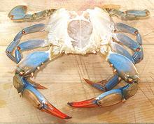 Crab, Ready to Cook