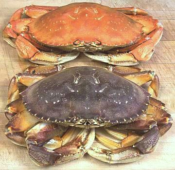 Live & Cooked Dungeness Crabs