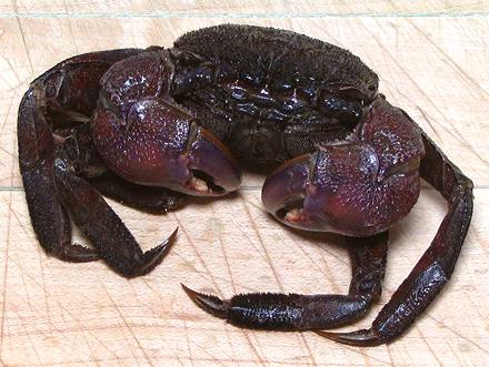 Whole Salted Black Crab