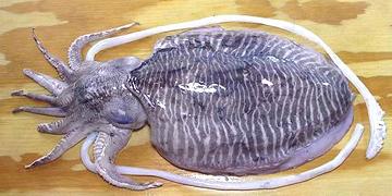 Whole Cuttlefish