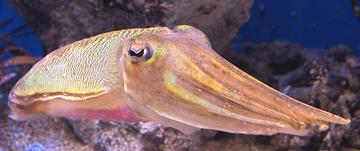 Live Kisslip Cuttlefish