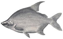 Drawing of Lutefish