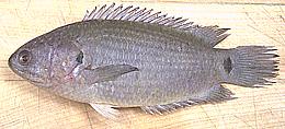 Climbing Perch