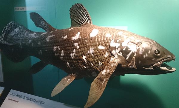 Whole Coelacanth Fish