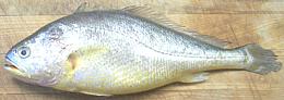 Corvina