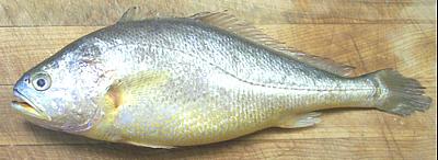 Corvina