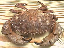 Rock Crab