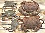 Crabs