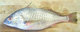 Yellow Croaker