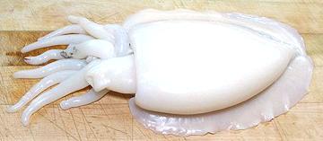 Whole Cleaned and Skinned Cuttlefish