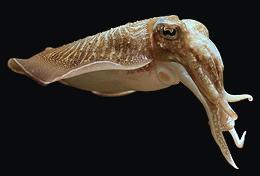 Live Common Cuttlefish