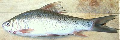 Dace