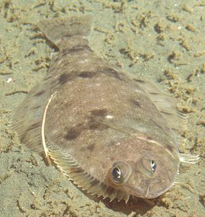 Live Fish