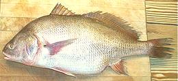 Drum
